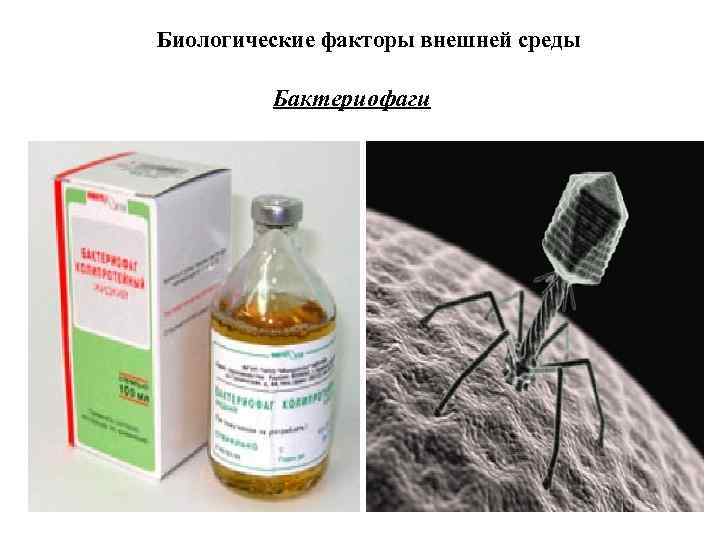 Биологические факторы внешней среды Бактериофаги 