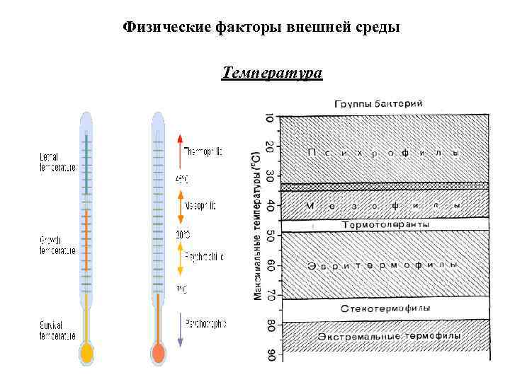 Физические факторы внешней среды Температура 