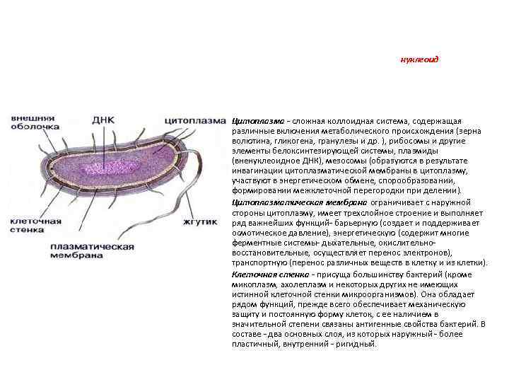 Цитоплазма бактерий. Нуклеоид бактериальной клетки строение. Строение нуклеоида бактерий. Строение цитоплазмы бактериальной клетки. Состав цитоплазмы бактерий.