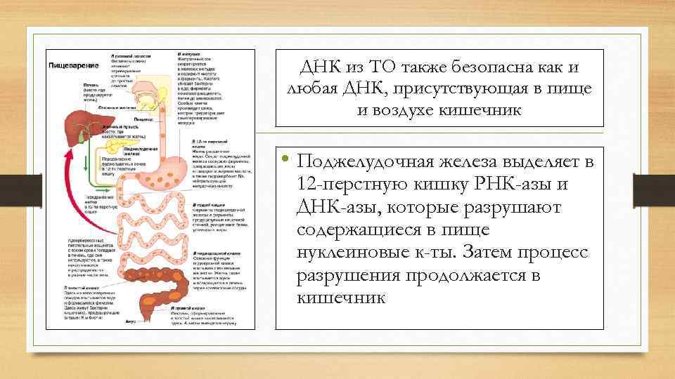 ДНК из ТО также безопасна как и любая ДНК, присутствующая в пище и воздухе