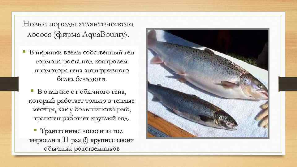 Новые породы атлантического лосося (фирма Aqua. Bounty). § В икринки ввели собственный ген гормона