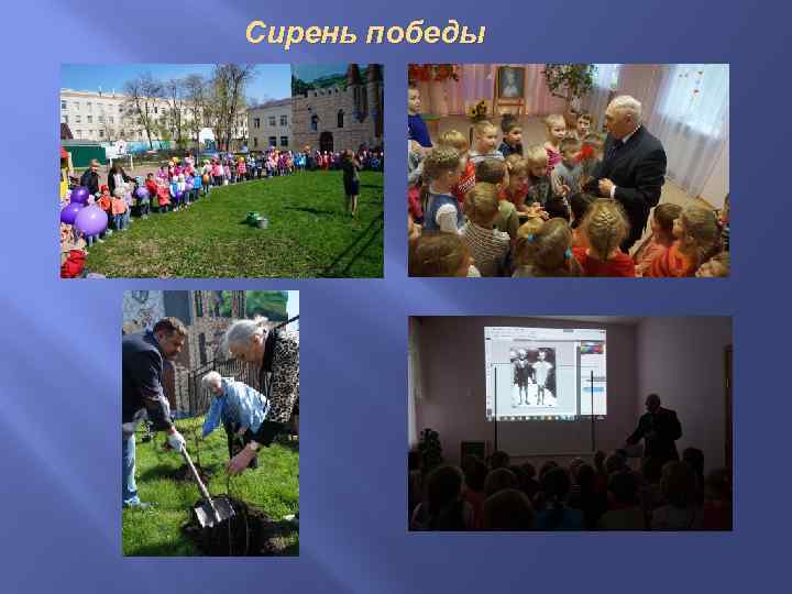 Сирень победы 