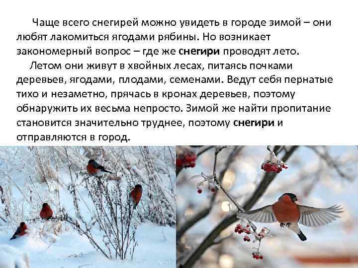  Чаще всего снегирей можно увидеть в городе зимой – они любят лакомиться ягодами