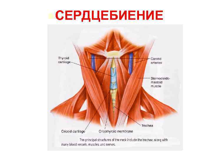 l СЕРДЦЕБИЕНИЕ 