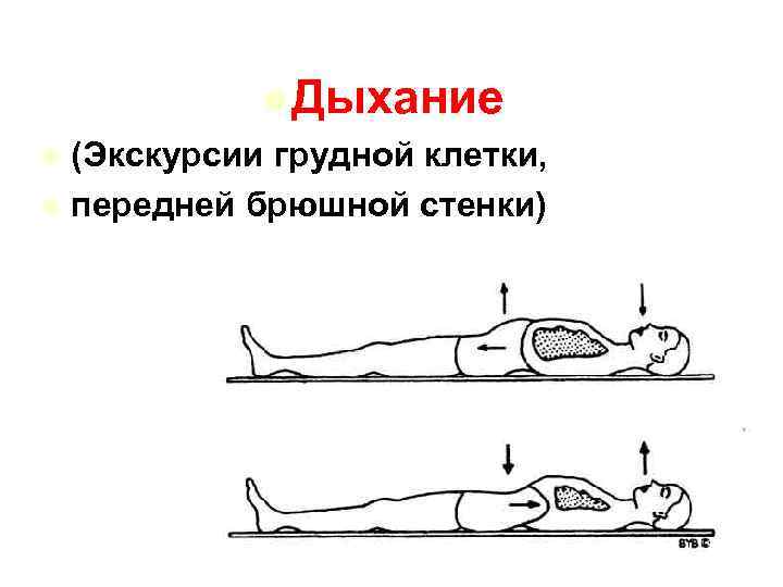l Дыхание l (Экскурсии грудной клетки, l передней брюшной стенки) 