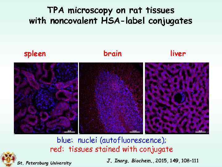 TPA microscopy on rat tissues with noncovalent HSA-label conjugates spleen brain liver blue: nuclei