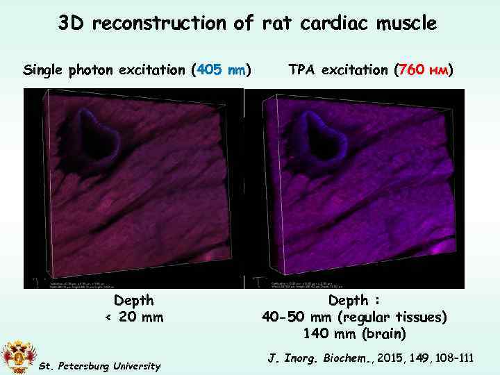 3 D reconstruction of rat cardiac muscle Single photon excitation (405 nm) Depth <