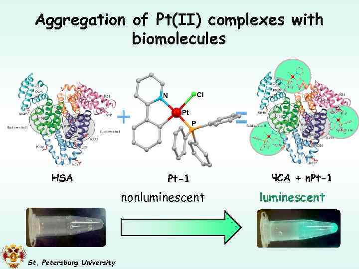 Aggregation of Pt(II) complexes with biomolecules HSA Pt-1 nonluminescent St. Petersburg University ЧСА +