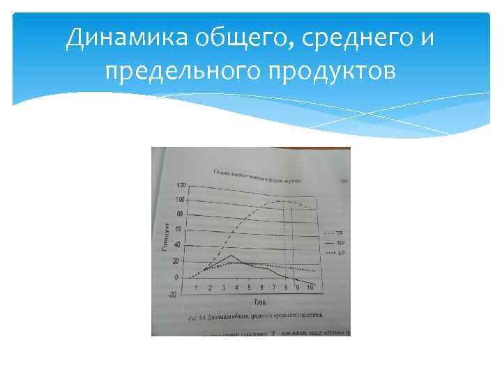 Динамика общего, среднего и предельного продуктов 
