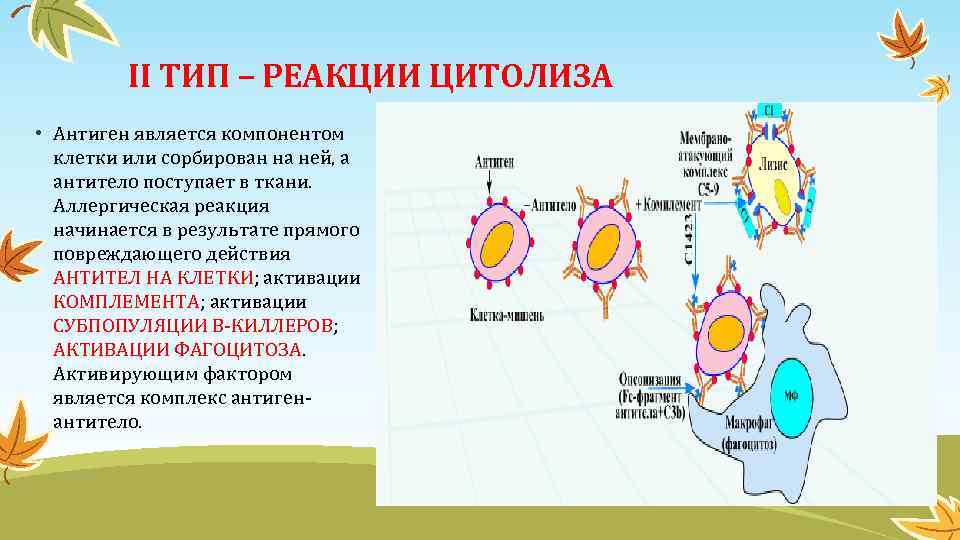 II ТИП – РЕАКЦИИ ЦИТОЛИЗА • Антиген является компонентом клетки или сорбирован на ней,