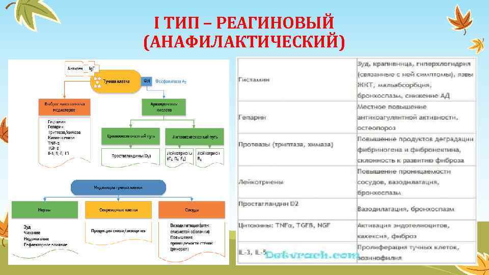 I ТИП – РЕАГИНОВЫЙ (АНАФИЛАКТИЧЕСКИЙ) 