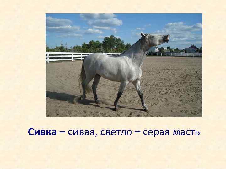 Сивка – сивая, светло – серая масть 