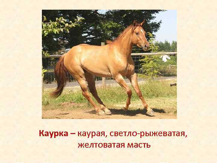 Каурка – каурая, светло-рыжеватая, желтоватая масть 