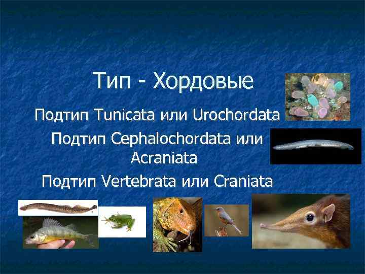 Тип - Хордовые Подтип Tunicata или Urochordata Подтип Cephalochordata или Acraniata Подтип Vertebrata или