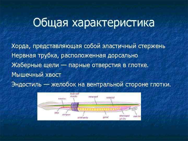 Общая характеристика Хорда, представляющая собой эластичный стержень Нервная трубка, расположенная дорсально Жаберные щели —