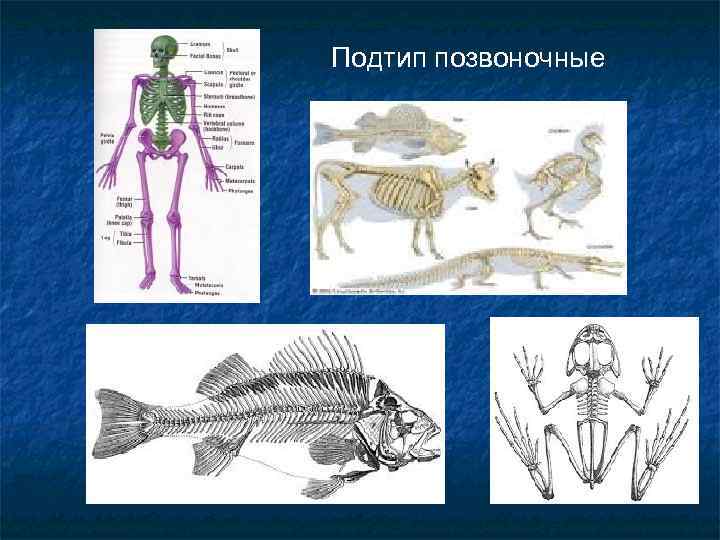 Подтип позвоночные 