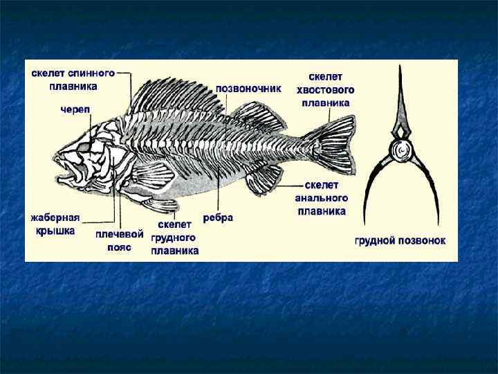 Рыба хвостовой отдел позвоночника. Тип Хордовые позвоночные рыбы. Хордовые рыбы строение. Хордовые класс рыбы. Скелет хвостового плавника костной рыбы.