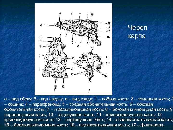 Череп карпа а – вид сбоку; б – вид сверху; в – вид сзади;