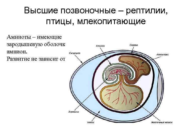 Высшие позвоночные – рептилии, птицы, млекопитающие Амниоты – имеющие зародышевую оболочку амнион. Развитие не