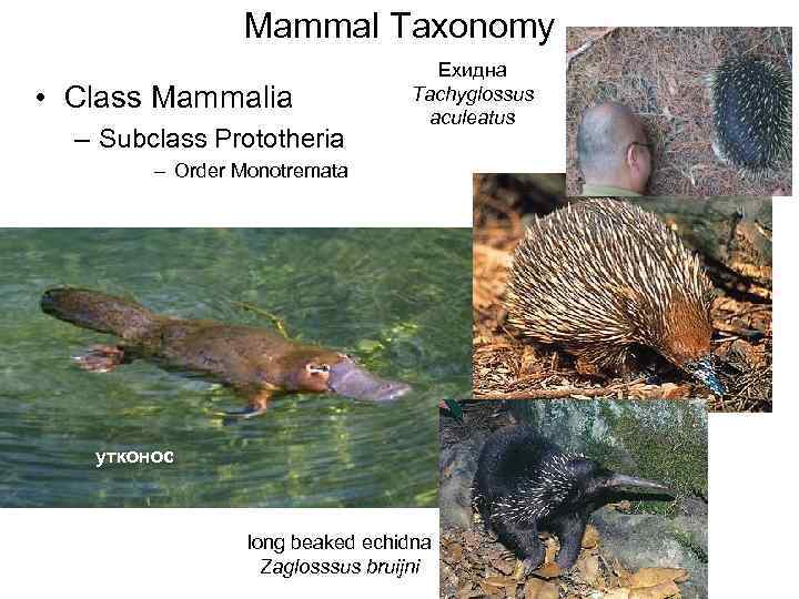 Mammal Taxonomy • Class Mammalia – Subclass Prototheria Ехидна Tachyglossus aculeatus – Order Monotremata