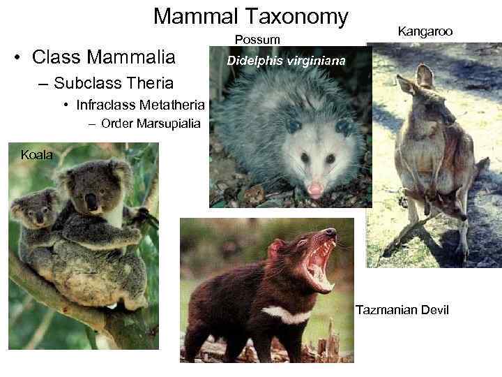 Mammal Taxonomy • Class Mammalia Possum Kangaroo Didelphis virginiana – Subclass Theria • Infraclass