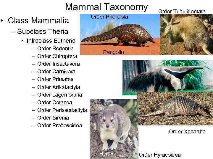 Mammal Taxonomy • Class Mammalia Order Pholidota Order Tubulidentata – Subclass Theria • Infraclass