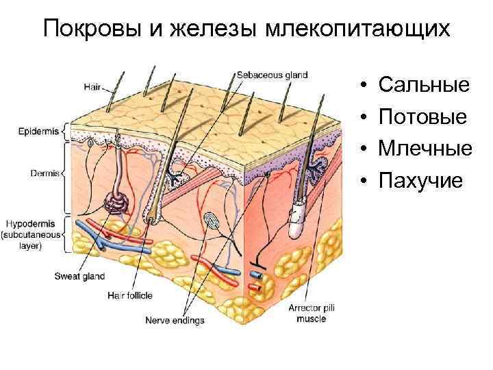 Покровы и железы млекопитающих • • Сальные Потовые Млечные Пахучие 