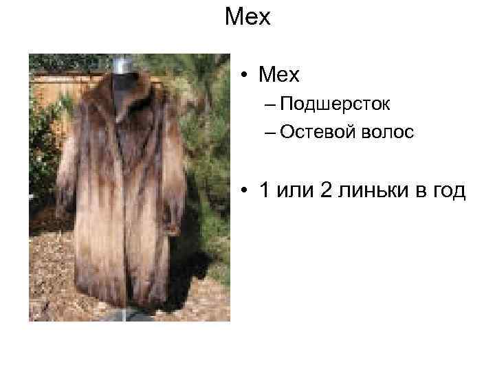 Мех • Мех – Подшерсток – Остевой волос • 1 или 2 линьки в