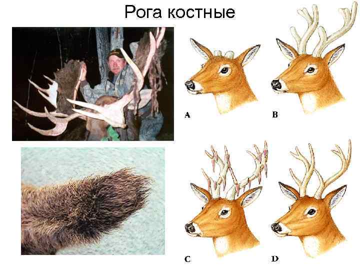Рога костные 