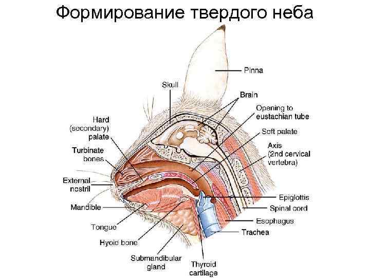 Формирование твердого неба 