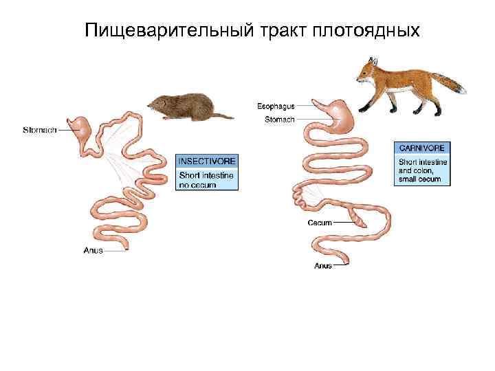 Пищеварительный тракт плотоядных 