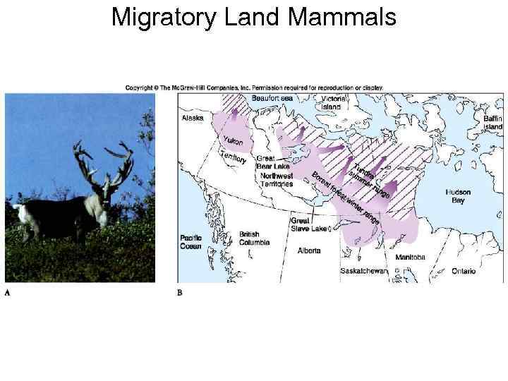 Migratory Land Mammals 
