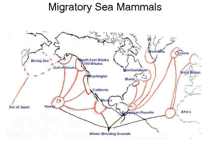 Migratory Sea Mammals 