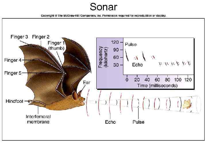 Sonar 