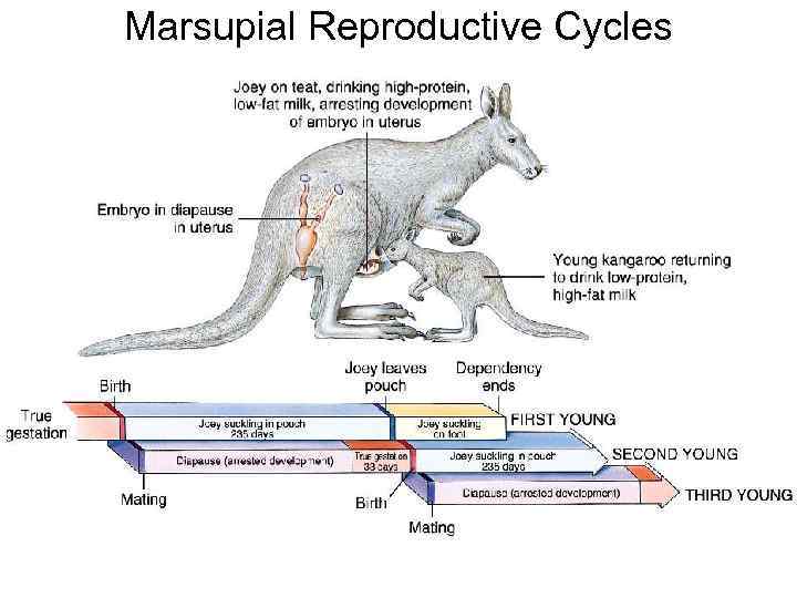 Marsupial Reproductive Cycles 