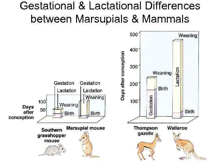 Gestational & Lactational Differences between Marsupials & Mammals 