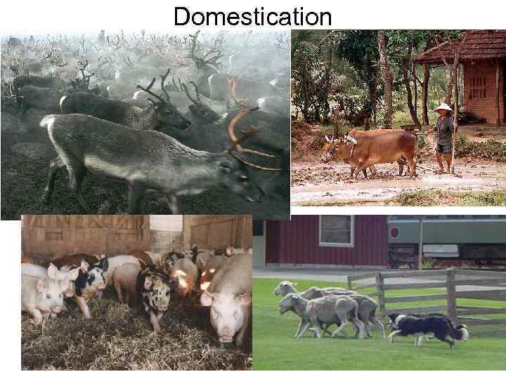 Domestication 