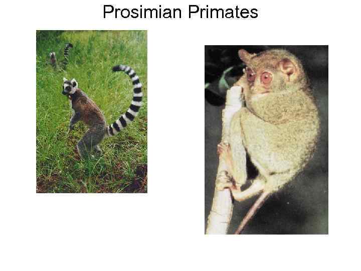 Prosimian Primates 