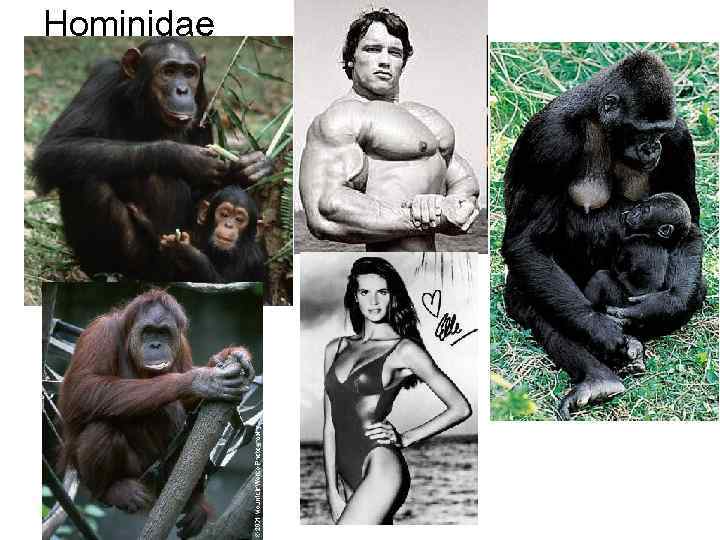 Hominidae 