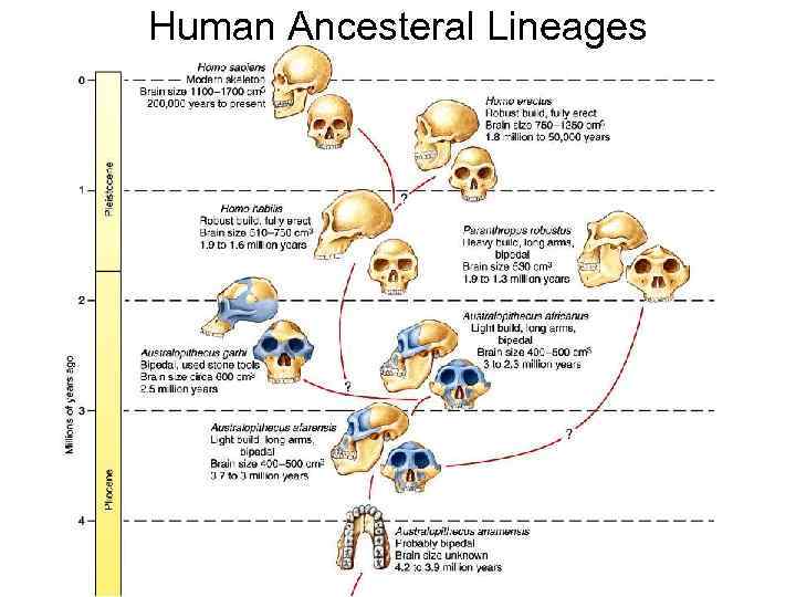 Human Ancesteral Lineages 
