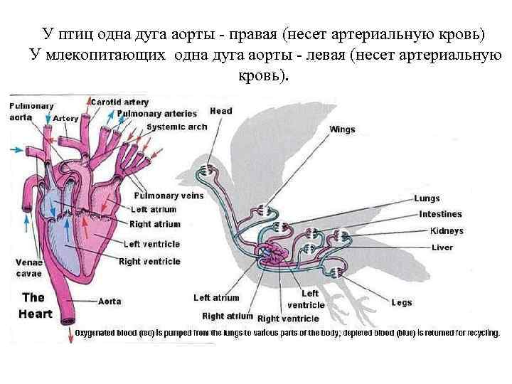 У птиц одна дуга аорты - правая (несет артериальную кровь) У млекопитающих одна дуга