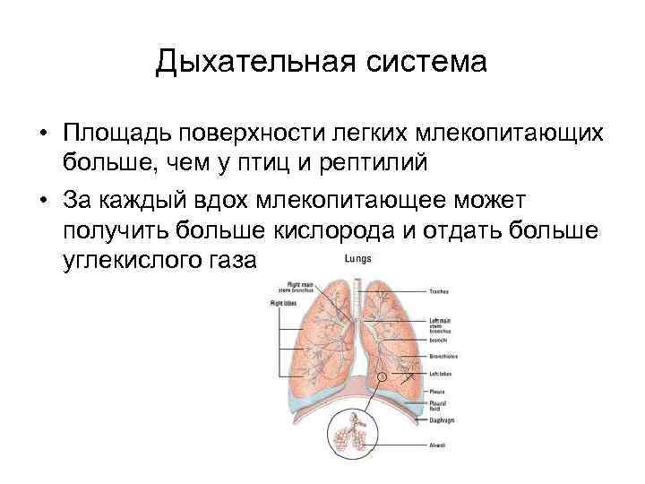 Дыхательная система • Площадь поверхности легких млекопитающих больше, чем у птиц и рептилий •