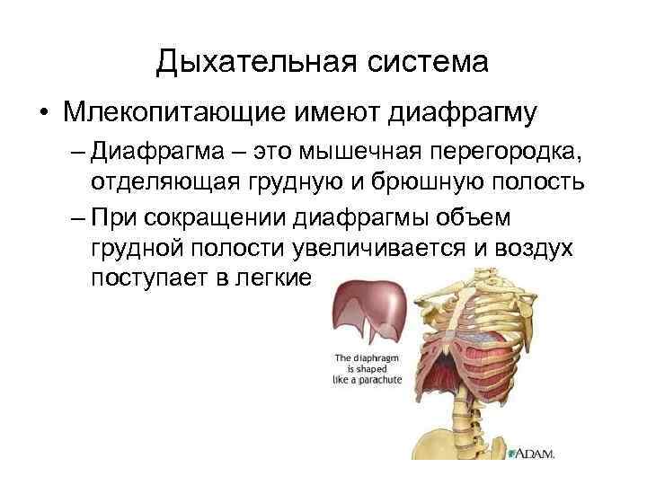 Дыхательная система • Млекопитающие имеют диафрагму – Диафрагма – это мышечная перегородка, отделяющая грудную