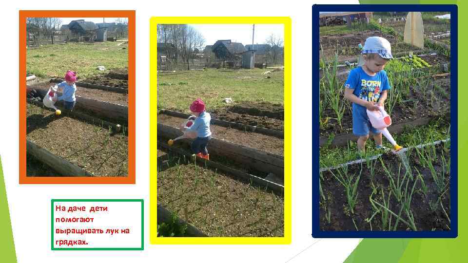 На даче дети помогают выращивать лук на грядках. 