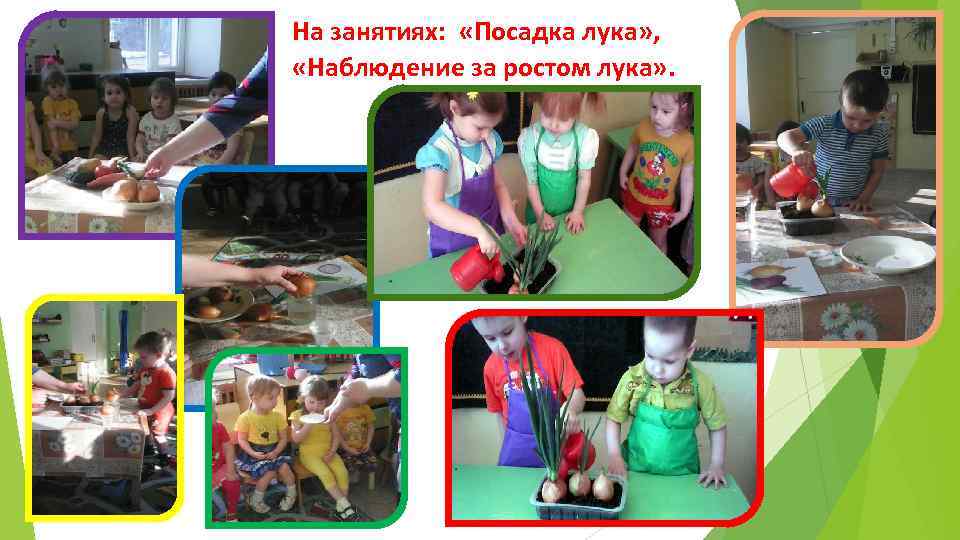 На занятиях: «Посадка лука» , «Наблюдение за ростом лука» . 