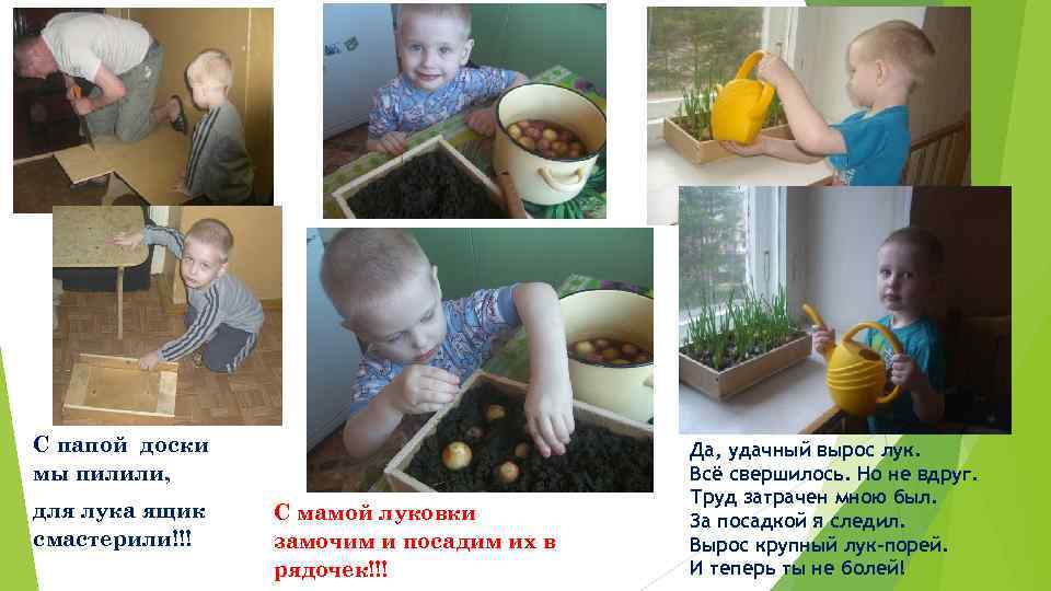 С папой доски мы пилили, для лука ящик смастерили!!! С мамой луковки замочим и