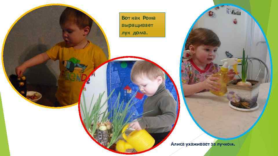 Вот как Рома выращивает лук дома. Алиса ухаживает за лучком. 
