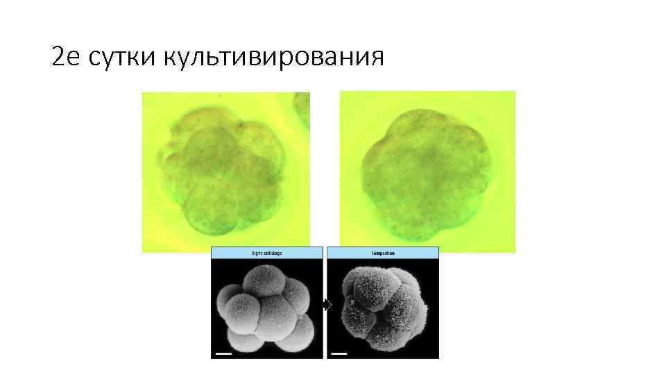 2 е сутки культивирования 