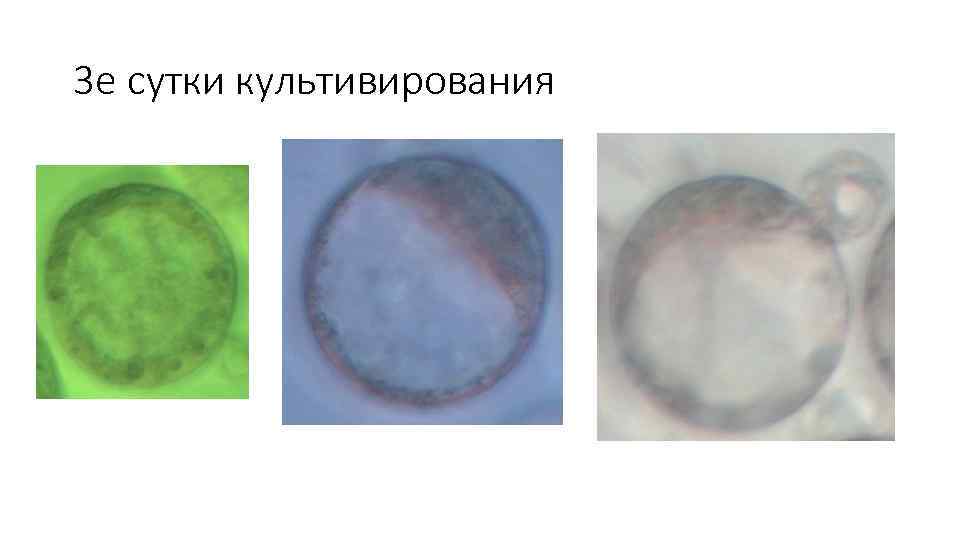 3 е сутки культивирования 