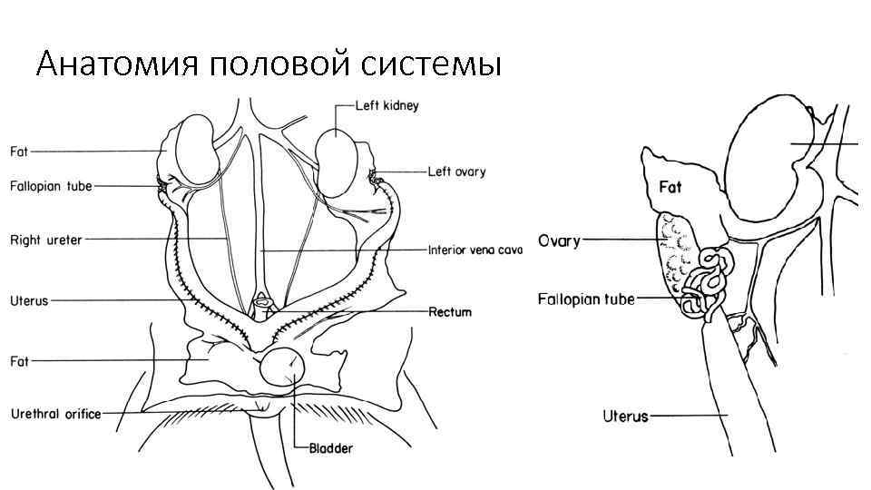 Анатомия половой системы 